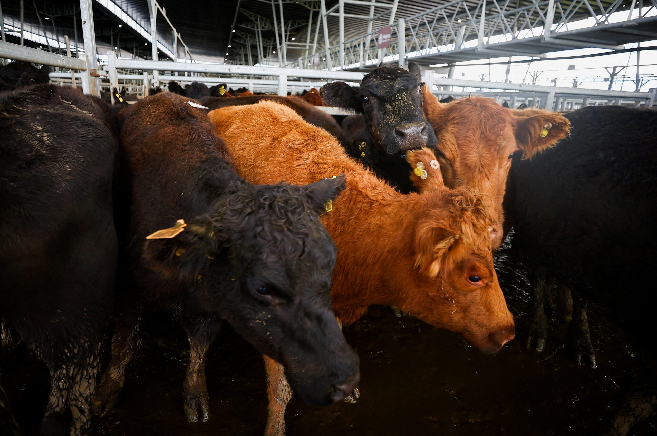 Importing beef from Argentina doesn’t put America first